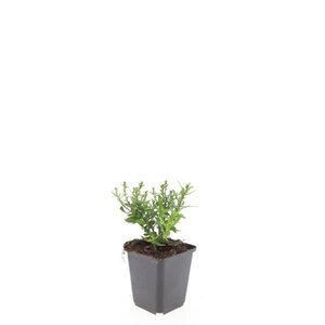 Aster (D) 'Prof. Anton Kippenberg' geen maat specificatie 0,55L/P9cm - afbeelding 5