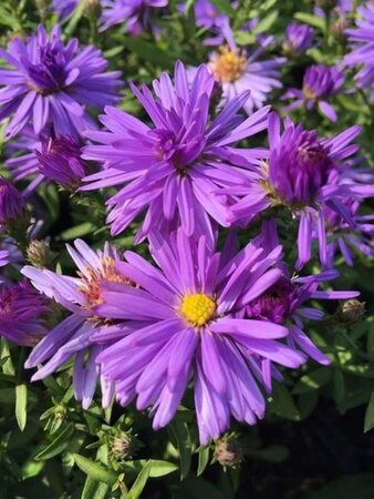 Aster (D) 'Prof. Anton Kippenberg' geen maat specificatie 0,55L/P9cm - afbeelding 6