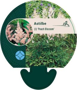 Astilbe (J) 'Peach Blossom' geen maat specificatie 0,55L/P9cm - afbeelding 2