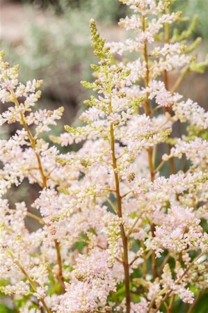 Astilbe (J) 'Peach Blossom' geen maat specificatie 0,55L/P9cm - afbeelding 1