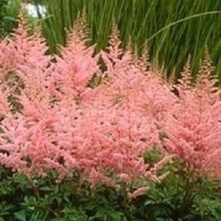 Astilbe (J) 'Peach Blossom' geen maat specificatie 0,55L/P9cm - afbeelding 3