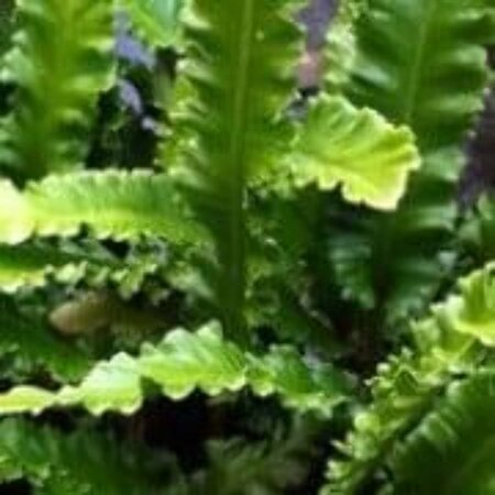 Asplenium scol. 'Angustatum' geen maat specificatie 0,55L/P9cm