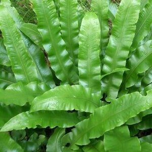 Asplenium scolopendrium geen maat specificatie 0,55L/P9cm - afbeelding 4