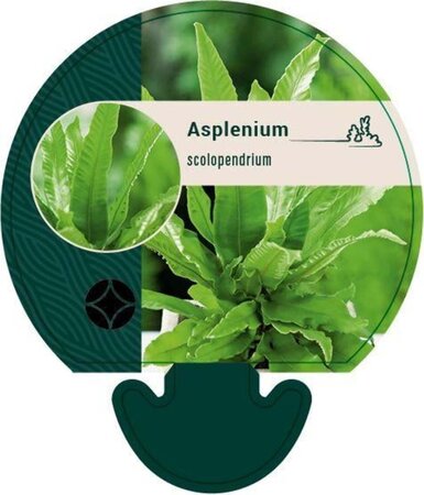 Asplenium scolopendrium geen maat specificatie 0,55L/P9cm - afbeelding 3