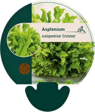 Asplenium scol. 'Cristatum' geen maat specificatie 0,55L/P9cm - afbeelding 1