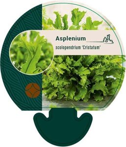 Asplenium scol. 'Cristatum' geen maat specificatie 0,55L/P9cm - afbeelding 1