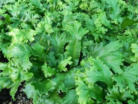 Asplenium scol. 'Cristatum' geen maat specificatie 0,55L/P9cm - afbeelding 2