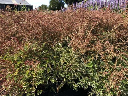 Astilbe (S) 'Sprite' geen maat specificatie 0,55L/P9cm - afbeelding 4