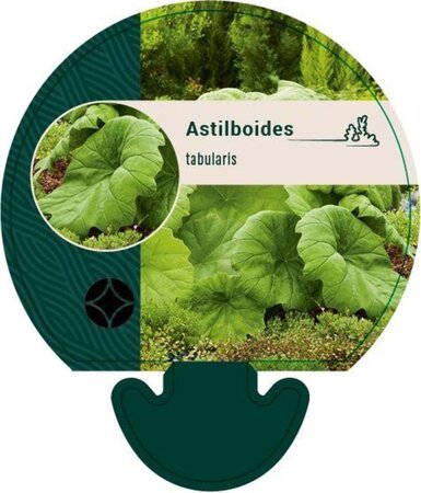 Astilboides tabularis geen maat specificatie 0,55L/P9cm - afbeelding 5