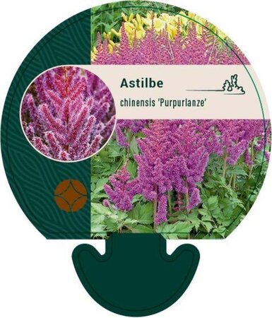 Astilbe c. 'Purpurlanze' geen maat specificatie 0,55L/P9cm