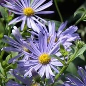 Aster thomsonii geen maat specificatie 0,55L/P9cm - afbeelding 2