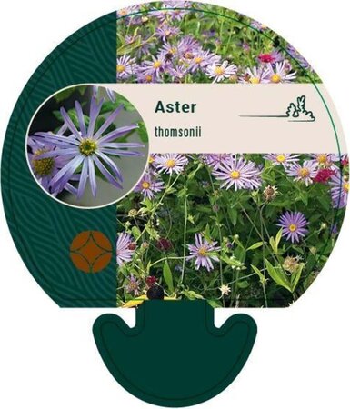 Aster thomsonii geen maat specificatie 0,55L/P9cm - afbeelding 1