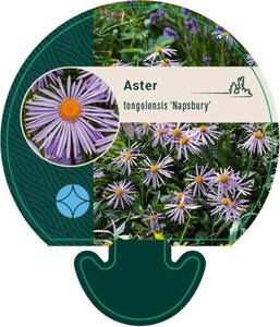 Aster tongolensis 'Napsbury' geen maat specificatie 0,55L/P9cm