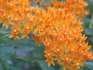 Asclepias tuberosa geen maat specificatie 0,55L/P9cm - afbeelding 1