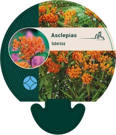 Asclepias tuberosa geen maat specificatie 0,55L/P9cm - afbeelding 3