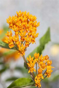 Asclepias tuberosa geen maat specificatie 0,55L/P9cm - afbeelding 2