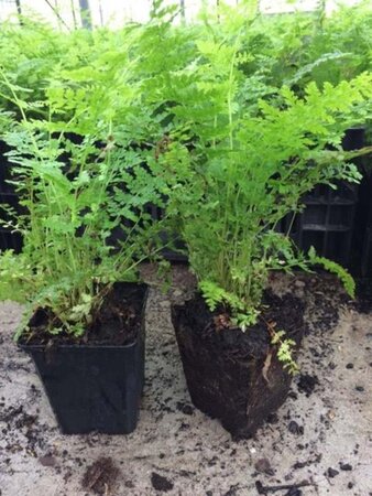 Athyrium filix-femina geen maat specificatie 0,55L/P9cm - afbeelding 5