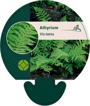 Athyrium filix-femina geen maat specificatie 0,55L/P9cm - afbeelding 3