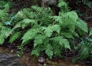 Athyrium filix-femina geen maat specificatie 0,55L/P9cm - afbeelding 4