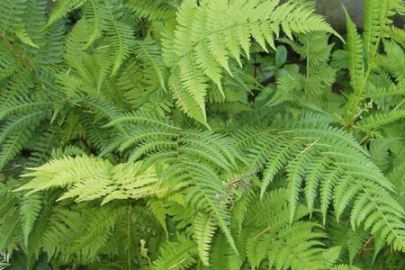 Athyrium filix-femina geen maat specificatie 0,55L/P9cm - afbeelding 1