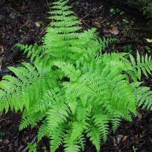 Athyrium filix-femina geen maat specificatie 0,55L/P9cm - afbeelding 2