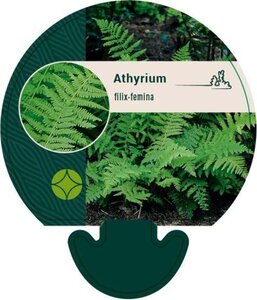 Athyrium filix-femina geen maat specificatie 0,55L/P9cm - image 3