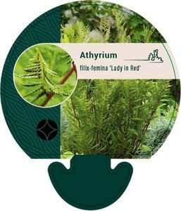 Athyrium f.-f. 'Lady in Red' geen maat specificatie 0,55L/P9cm - afbeelding 3