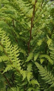 Athyrium f.-f. 'Lady in Red' geen maat specificatie 0,55L/P9cm - afbeelding 1