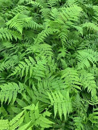 Athyrium f.-f. 'Lady in Red' geen maat specificatie 0,55L/P9cm - afbeelding 2