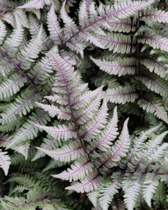 Athyrium niponicum pictum geen maat specificatie 0,55L/P9cm - afbeelding 1