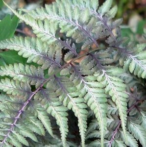 Athyrium niponicum pictum geen maat specificatie 0,55L/P9cm - afbeelding 3