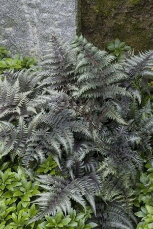 Athyrium niponicum pictum geen maat specificatie 0,55L/P9cm - afbeelding 5