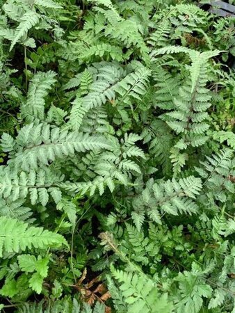 Athyrium niponicum pictum geen maat specificatie 0,55L/P9cm - afbeelding 2