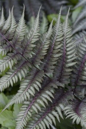 Athyrium niponicum pictum geen maat specificatie 0,55L/P9cm - afbeelding 6