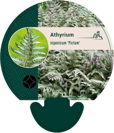 Athyrium niponicum pictum geen maat specificatie 0,55L/P9cm - afbeelding 4