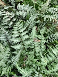 Athyrium niponicum 'Pewter Lace' geen maat specificatie 0,55L/P9cm