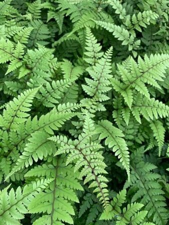 Athyrium otophorum 'Okanum' geen maat specificatie 0,55L/P9cm