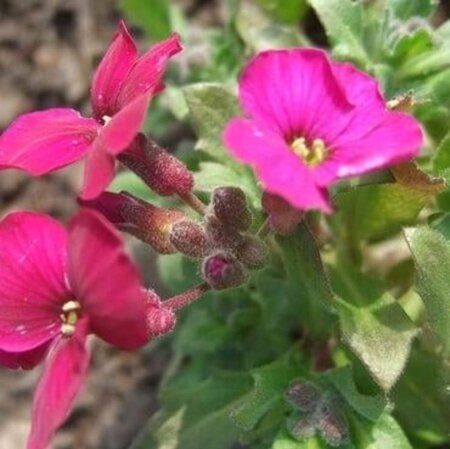 Aubrieta 'Bressingham Red' geen maat specificatie 0,55L/P9cm - afbeelding 1