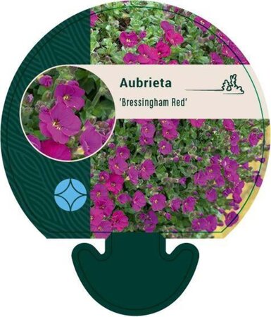 Aubrieta 'Bressingham Red' geen maat specificatie 0,55L/P9cm - afbeelding 2