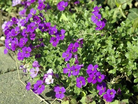 Aubrieta 'Cascade Blue' geen maat specificatie 0,55L/P9cm - afbeelding 1