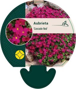 Aubrieta 'Cascade Red' geen maat specificatie 0,55L/P9cm