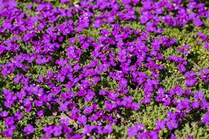 Aubrieta 'Hamburger Stadtpark' geen maat specificatie 0,55L/P9cm - afbeelding 1