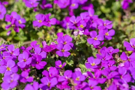 Aubrieta 'Hamburger Stadtpark' geen maat specificatie 0,55L/P9cm - afbeelding 2