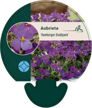 Aubrieta 'Hamburger Stadtpark' geen maat specificatie 0,55L/P9cm - afbeelding 8