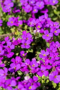 Aubrieta 'Hamburger Stadtpark' geen maat specificatie 0,55L/P9cm - afbeelding 3