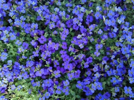 Aubrieta 'Hamburger Stadtpark' geen maat specificatie 0,55L/P9cm - afbeelding 4