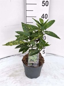 Aucuba jap. 'Variegata' 30-40 cm cont. 2,0L - afbeelding 4