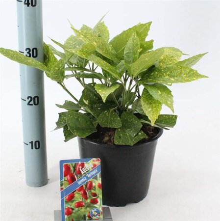 Aucuba jap. 'Variegata' 30-40 cm cont. 3,0L - afbeelding 2