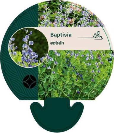 Baptisia australis geen maat specificatie 0,55L/P9cm - afbeelding 6