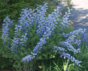 Baptisia australis geen maat specificatie 0,55L/P9cm - afbeelding 1